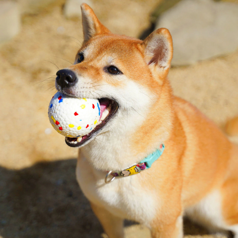 Bola Resistente Irresistível para os cães